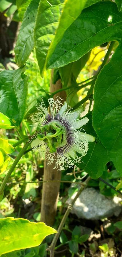 Casa L&M Apartment Lajes das Flores ภายนอก รูปภาพ