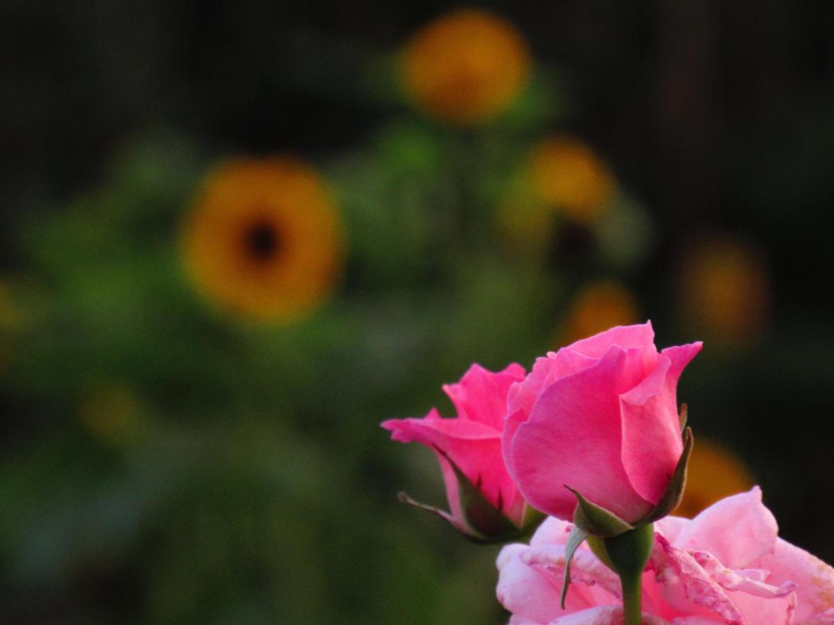 Casa L&M Apartment Lajes das Flores ภายนอก รูปภาพ