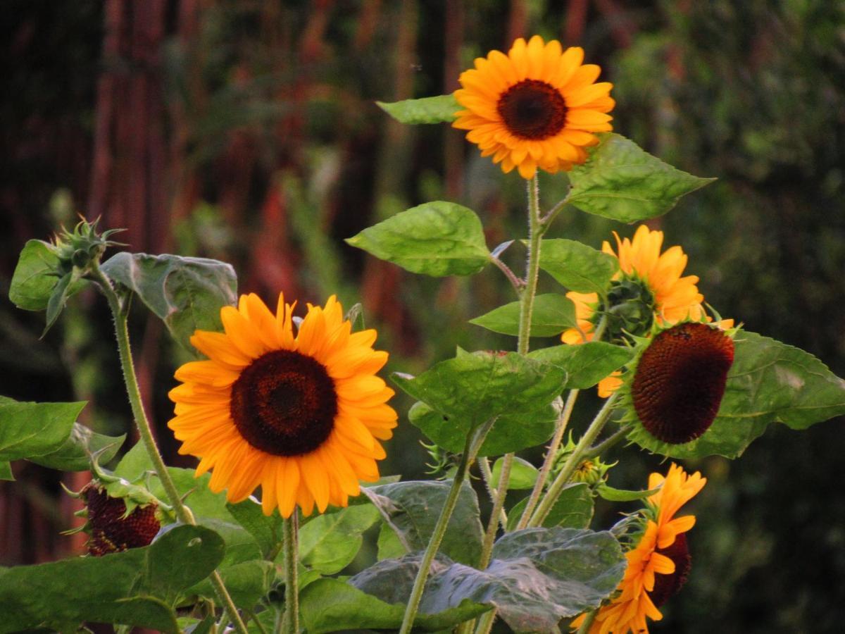 Casa L&M Apartment Lajes das Flores ภายนอก รูปภาพ